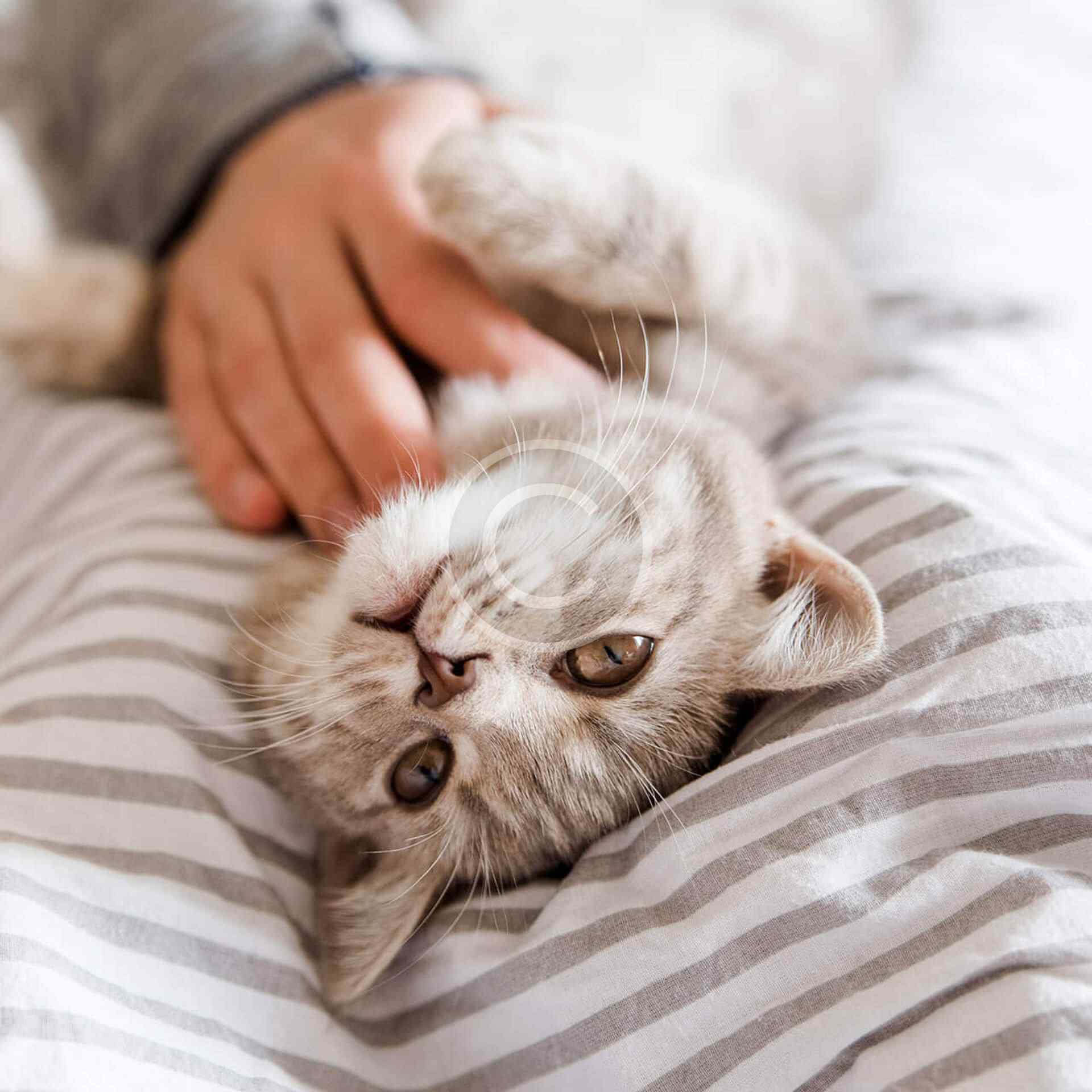 Tips for the first 30 days of cat adoption – Pet Grooming