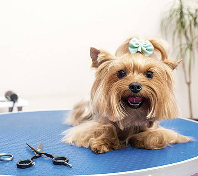 MOBILE GROOMING Pet Grooming